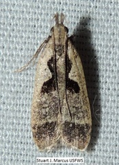 Dichomeris setosella
