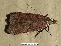 Dichomeris ventrellus