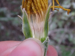 Pseudopodospermum strictum
