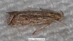 Helcystogramma chambersella