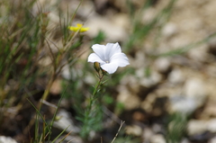 Linum suffruticosum
