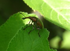 Rhynchites auratus