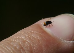 Cryptocephalus chrysopus