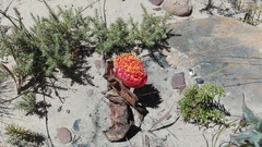 Haemanthus