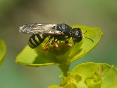 Lestica clypeata