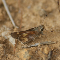 Lon melane vitellina