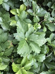 Pachysandra