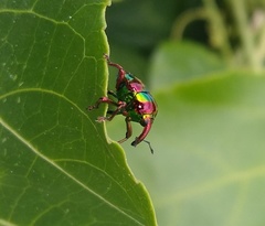 Eurhinus