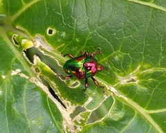 Eurhinus