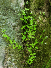 Moehringia trinervia