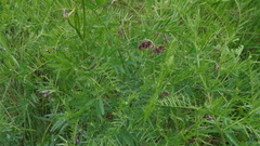 Vicia megalotropis