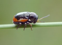 Cryptocephalus apicalis