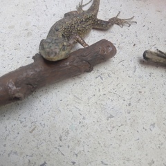 Sceloporus grammicus