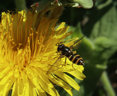 Megasyrphus erraticus