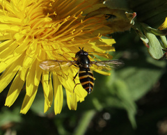 Megasyrphus erraticus