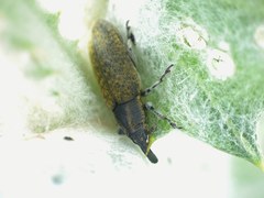 Lixus cardui