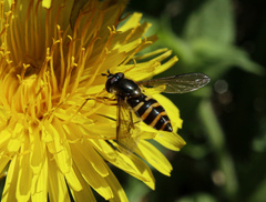 Megasyrphus erraticus