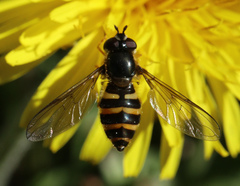 Megasyrphus erraticus