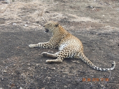 Panthera pardus fusca