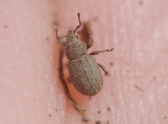 Trachyphloeus alternans