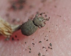 Trachyphloeus alternans