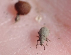 Trachyphloeus alternans