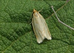 Clepsis pallidana