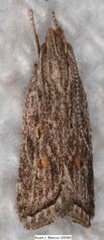 Helcystogramma chambersella