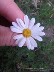 Tanacetum poteriifolium