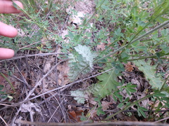 Tanacetum poteriifolium