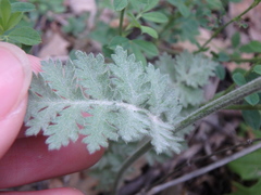 Tanacetum poteriifolium