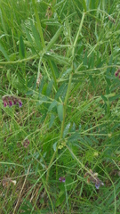 Vicia megalotropis