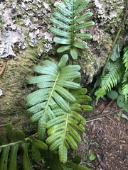 Polypodium scouleri image