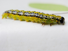 Cydalima perspectalis