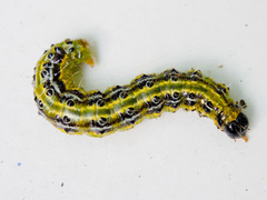 Cydalima perspectalis