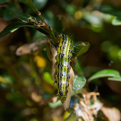 Cydalima perspectalis