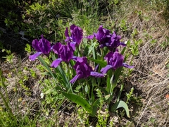 Iris furcata