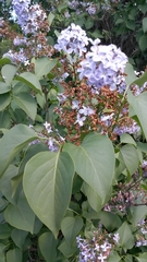 Syringa