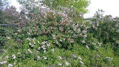 Syringa