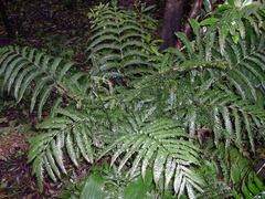 Pteris incompleta