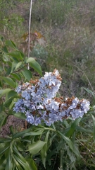 Syringa