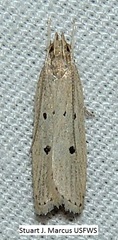 Helcystogramma melanocarpa