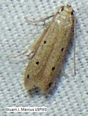 Anomologinae
