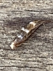 Cameraria ohridella