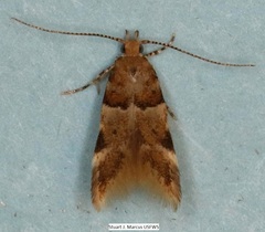 Theisoa constrictella