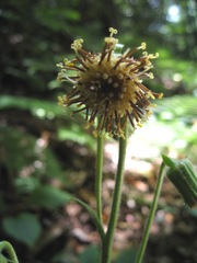 Rugelia nudicaulis