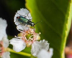 Cordylepherus viridis