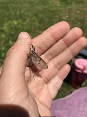 Ephemera guttulata