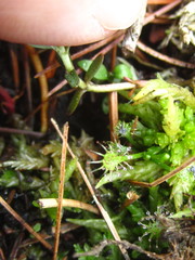 Drosera intermedia