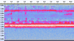 Eneoptera surinamensis